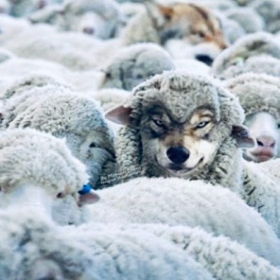 Wolves who Seem to be Sheeps 🐺🐑 Lobos con Apariencia de&nbsp;Corderos